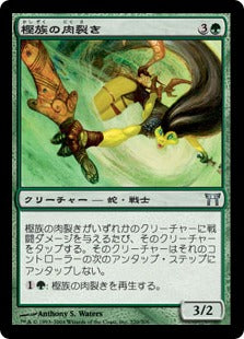 [220]【JP】【FOIL】樫族の肉裂き/Kashi-Tribe Reaver【CHK】[U][緑]