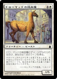 [015]【JP】【FOIL】ドローマッドの純血種/Dromad Purebred【RAV】[C][白]